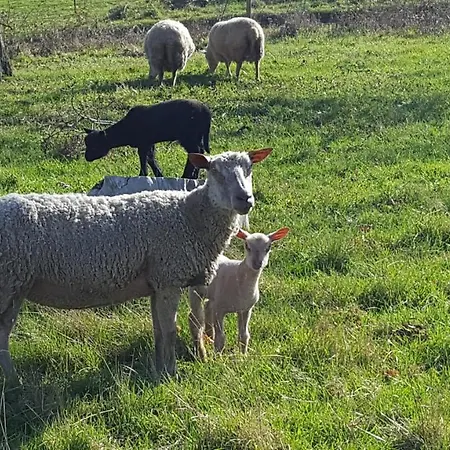Σπίτι διακοπών Sous Le Chene *