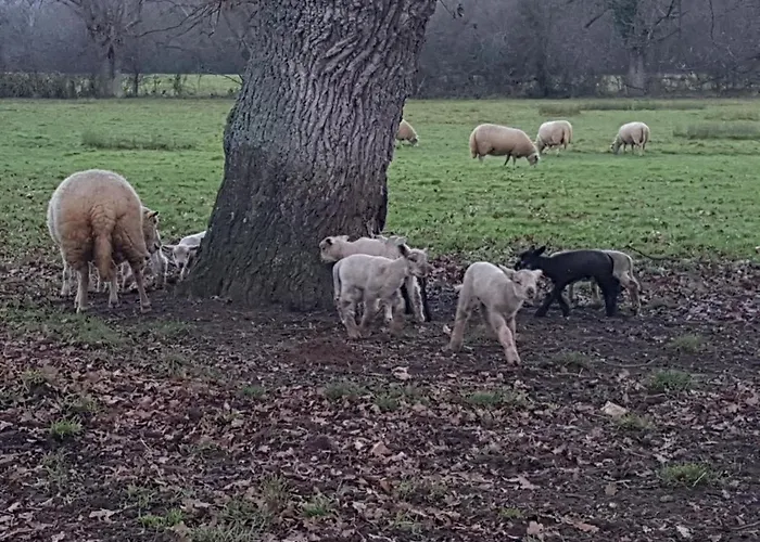 Sous Le Chene Сasa de vacaciones *