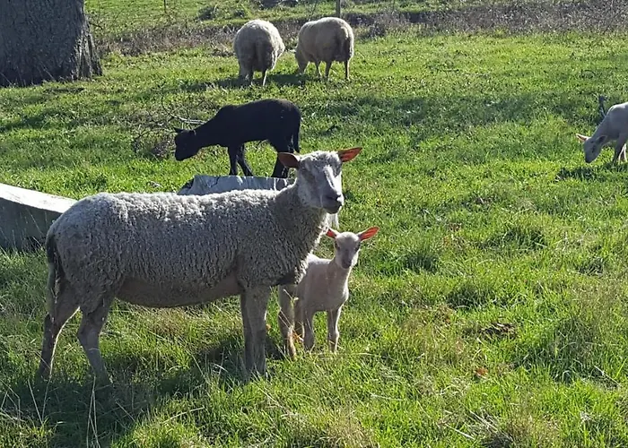 Сasa de vacaciones Sous Le Chene *